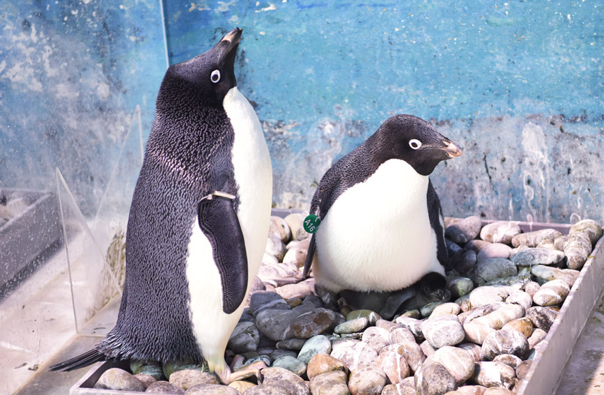 Polar Ocean Park in Tianjin holds “mini Winter Olympics”