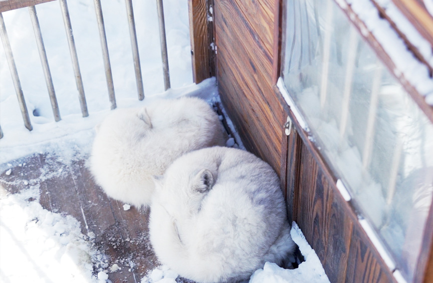 Polar Ocean Park in Tianjin holds “mini Winter Olympics”