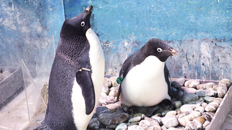 Polar Ocean Park in Tianjin holds “mini Winter Olympics”