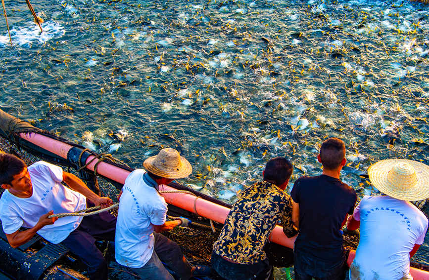 In pics: Bumper harvest of pompano in S China's Guangxi