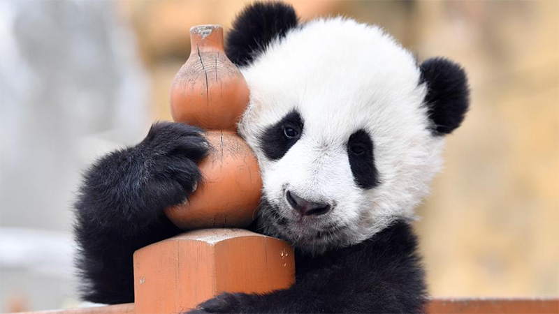 Pictures of the year 2021: China news