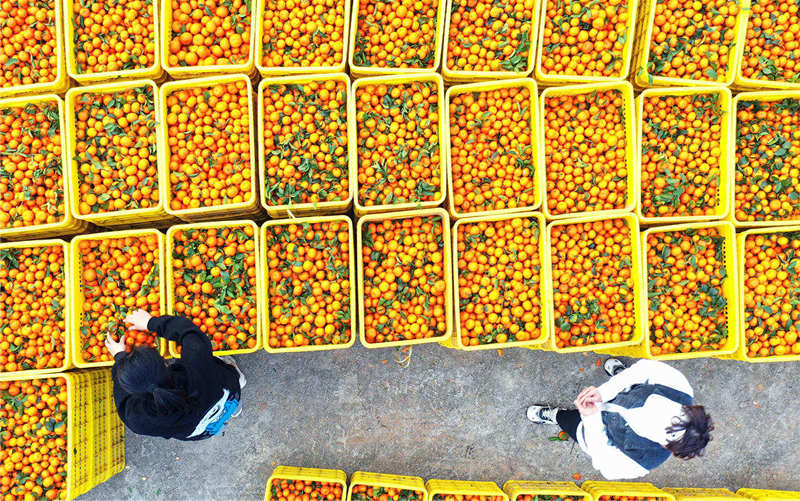 Farmers are busy picking, loading, and transporting oranges in Jiahe county, Chenzhou city of central China's Hunan Province. (Photo/Huang Chuntao)