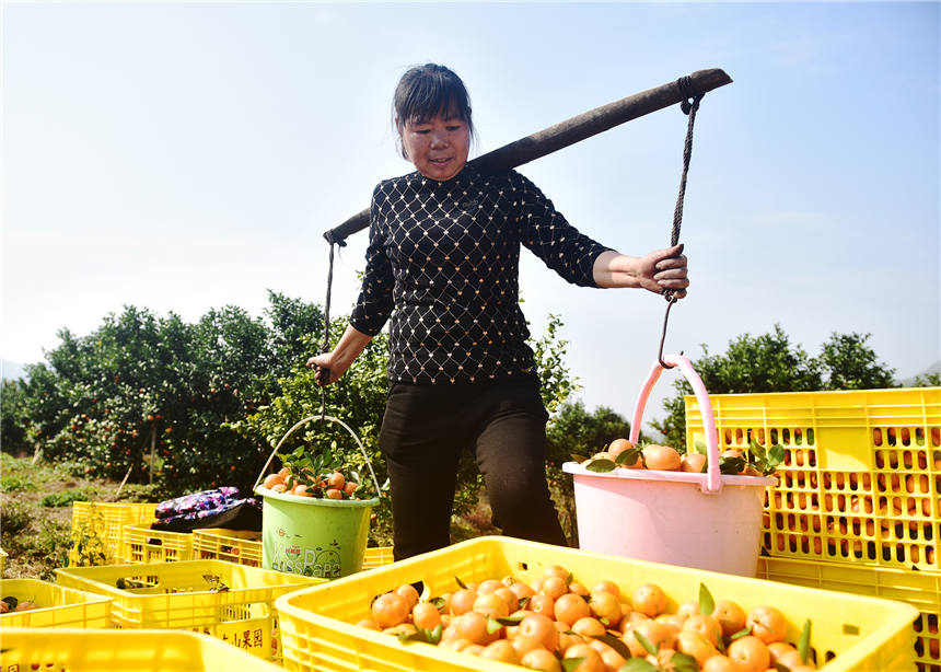 Farmers enjoy orange harvest in central China's Hunan