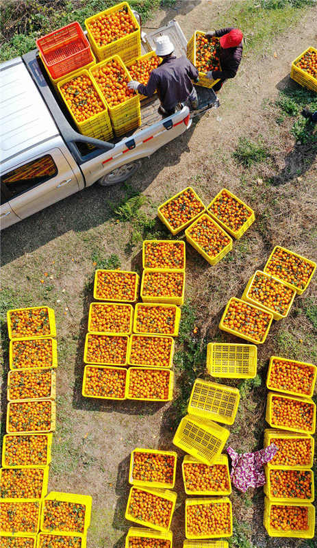 Farmers enjoy orange harvest in central China's Hunan