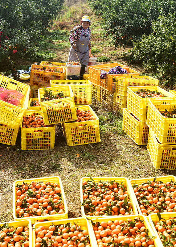 Farmers enjoy orange harvest in central China's Hunan