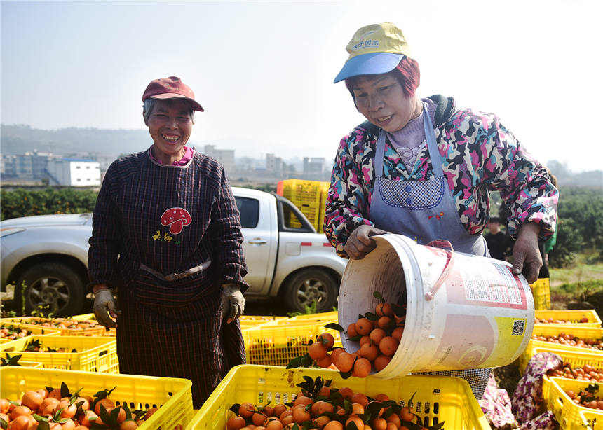 Farmers enjoy orange harvest in central China's Hunan