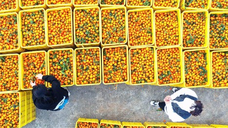 Farmers enjoy orange harvest in central China's Hunan