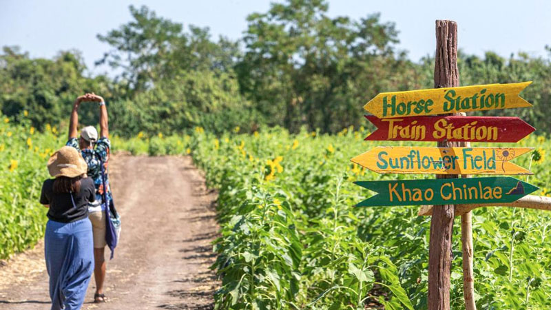 Sunflower fields in Thailand's Lopburi attract tourists