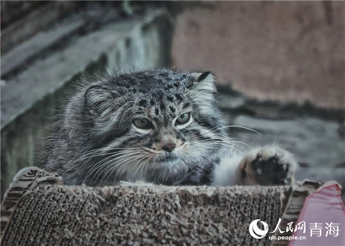 In pics: celebrity wild cats in NW China's Qinghai