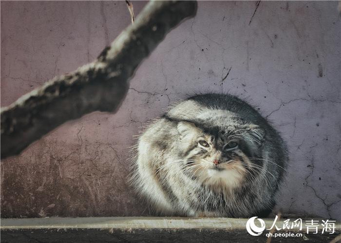In pics: celebrity wild cats in NW China's Qinghai
