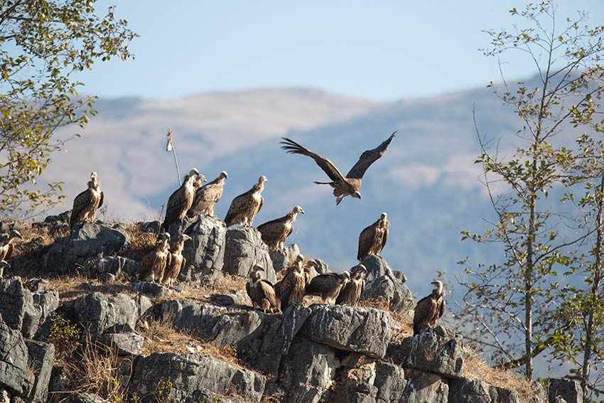 Over 100 endangered Himalayan vultures spotted in SW China's Yunnan