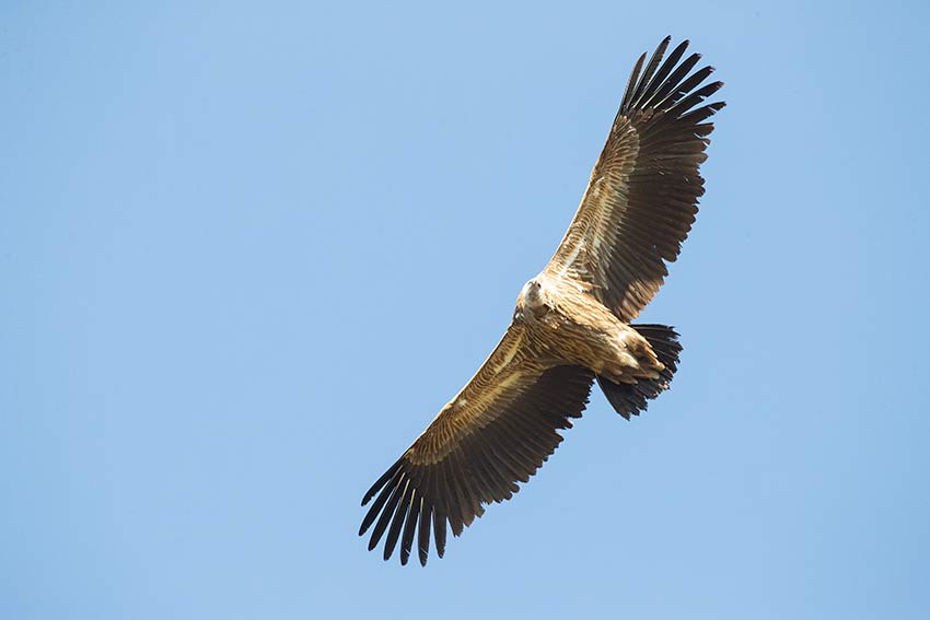 Over 100 endangered Himalayan vultures spotted in SW China's Yunnan