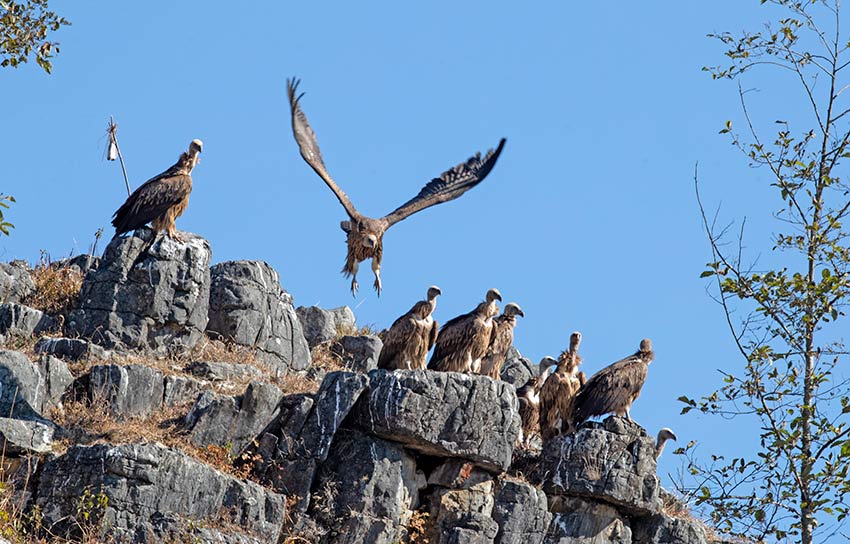 Over 100 endangered Himalayan vultures spotted in SW China's Yunnan
