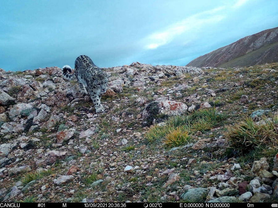 Snow leopards spotted in 10 counties, one district in Nagqu, Tibet