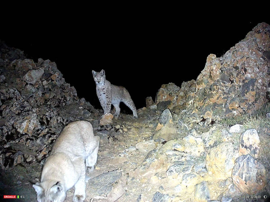 Snow leopards spotted in 10 counties, one district in Nagqu, Tibet