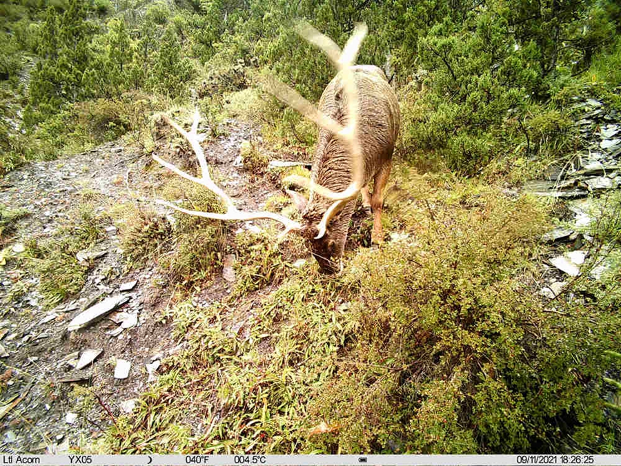 Snow leopards spotted in 10 counties, one district in Nagqu, Tibet