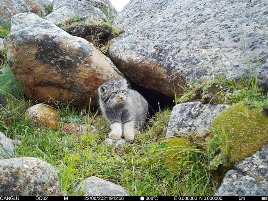 Snow leopards spotted in 10 counties, one district in Nagqu, Tibet