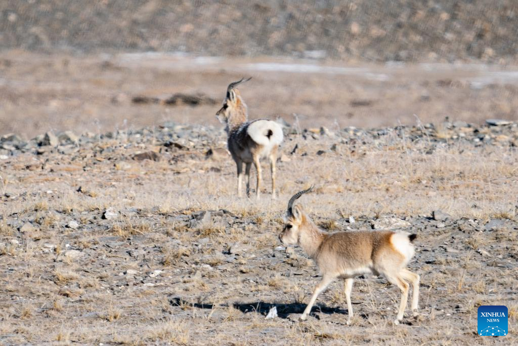 Wildlife in Hoh Xil, NW China