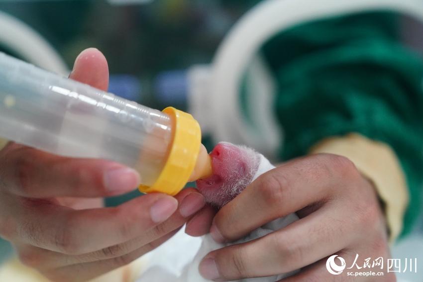 Panda cubs pose for Chinese Lunar New Year photo at nature reserve in Sichuan