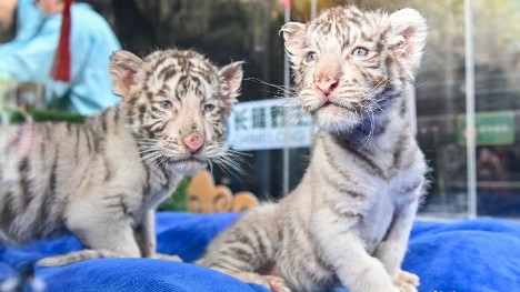 Newborn white tiger cubs make debut in S China's Guangdong