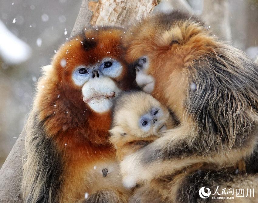 Sichuan snub-nosed monkeys frolic in the snow in SW China