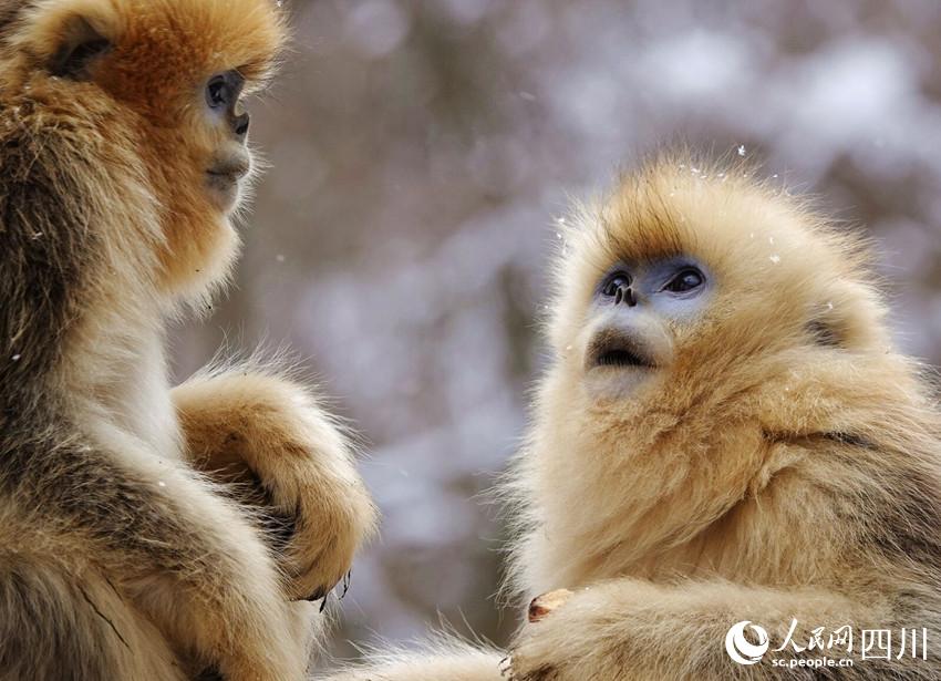 Sichuan snub-nosed monkeys frolic in the snow in SW China