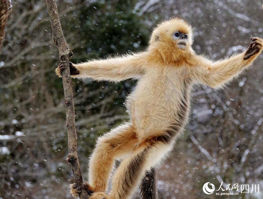 Sichuan snub-nosed monkeys frolic in the snow in SW China