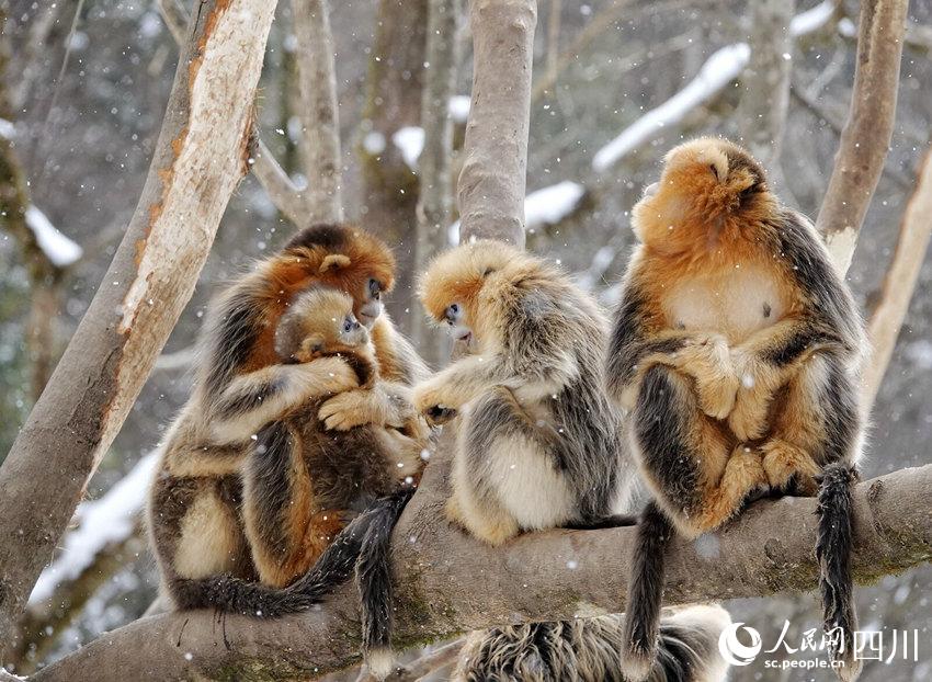 Sichuan snub-nosed monkeys frolic in the snow in SW China