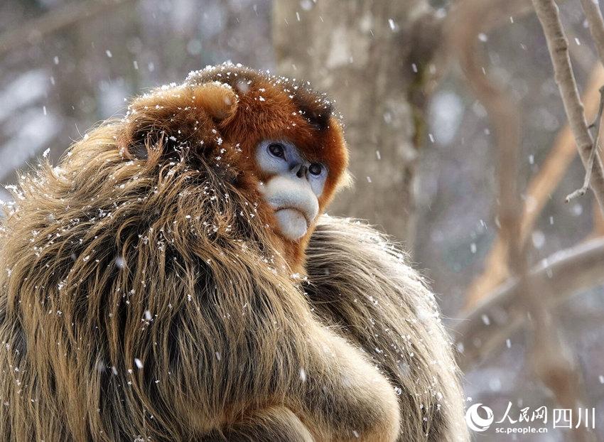 Sichuan snub-nosed monkeys frolic in the snow in SW China