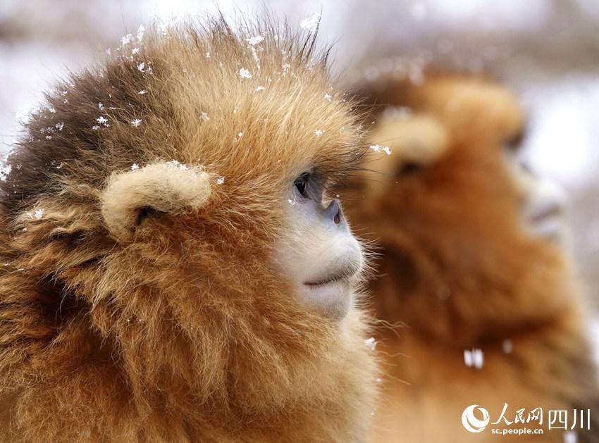 Sichuan snub-nosed monkeys frolic in the snow in SW China