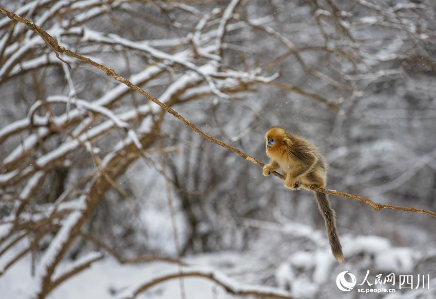 Sichuan snub-nosed monkeys frolic in the snow in SW China