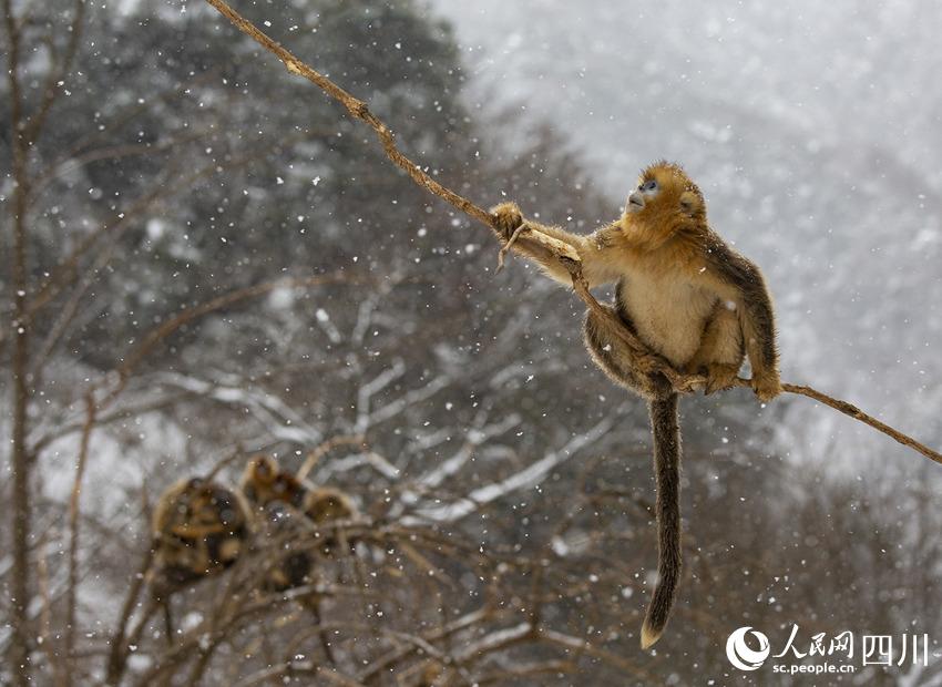 Sichuan snub-nosed monkeys frolic in the snow in SW China