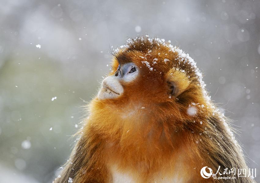 Sichuan snub-nosed monkeys frolic in the snow in SW China