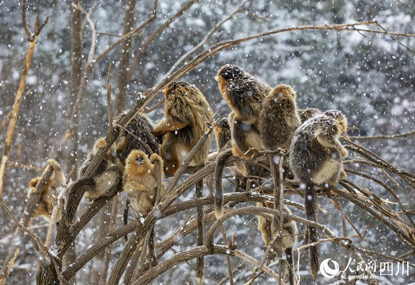 Sichuan snub-nosed monkeys frolic in the snow in SW China