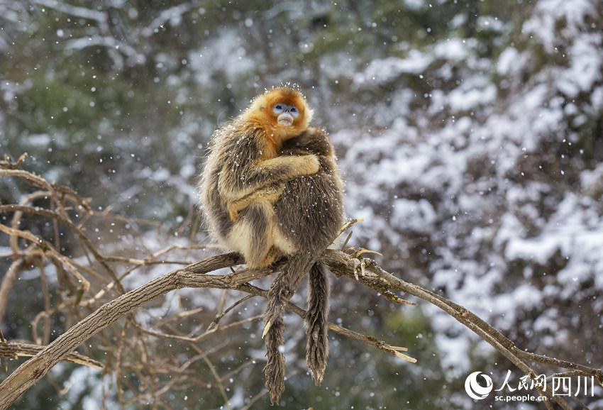 Sichuan snub-nosed monkeys frolic in the snow in SW China