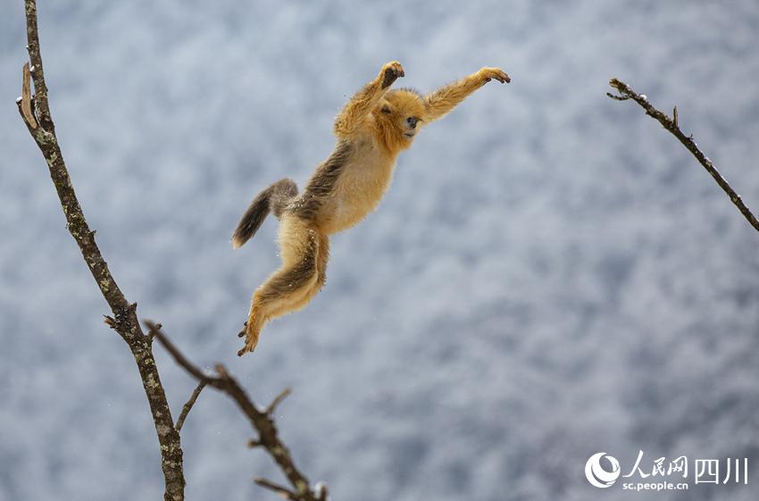 Sichuan snub-nosed monkeys frolic in the snow in SW China