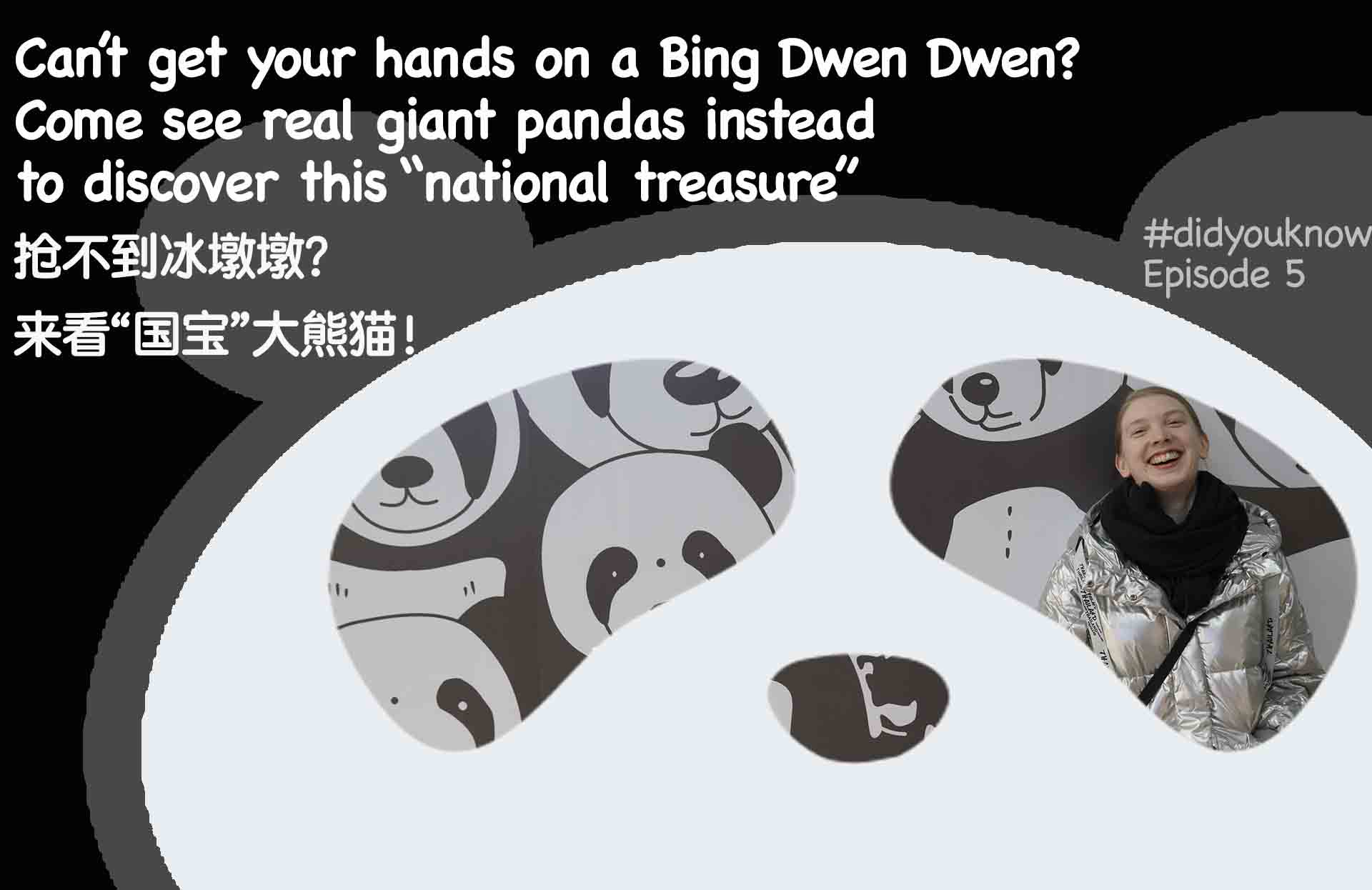 Can’t get your hands on a Bing Dwen Dwen? Come see real giant pandas instead to discover this “national treasure”