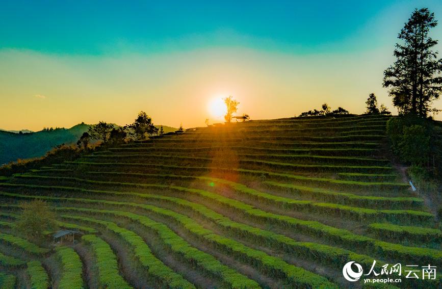 Tea gardens start spring tea picking in SW China’s Yunnan