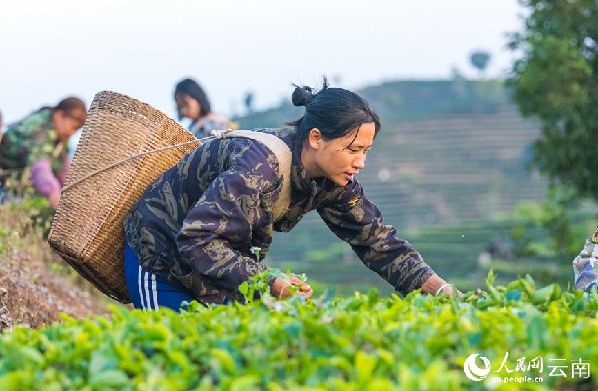 Tea gardens start spring tea picking in SW China’s Yunnan