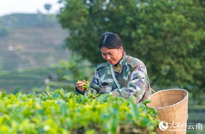 Tea gardens start spring tea picking in SW China’s Yunnan