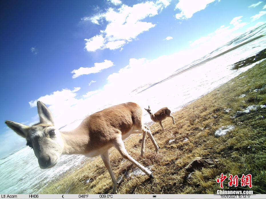 Snapshots of adorable wild animals in Sanjiangyuan National Park in NW China’s Qinghai