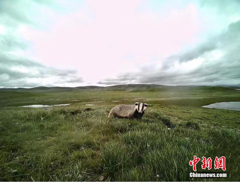 Snapshots of adorable wild animals in Sanjiangyuan National Park in NW China’s Qinghai
