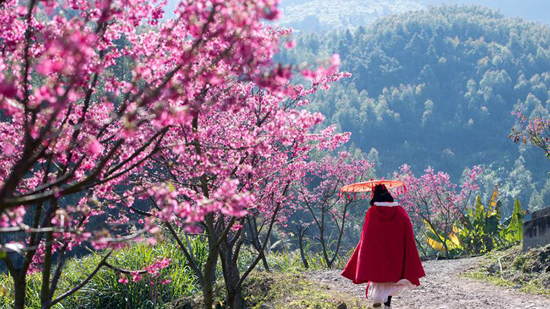 Cherry blossoms in Fujian attract throngs of early springtime visitors