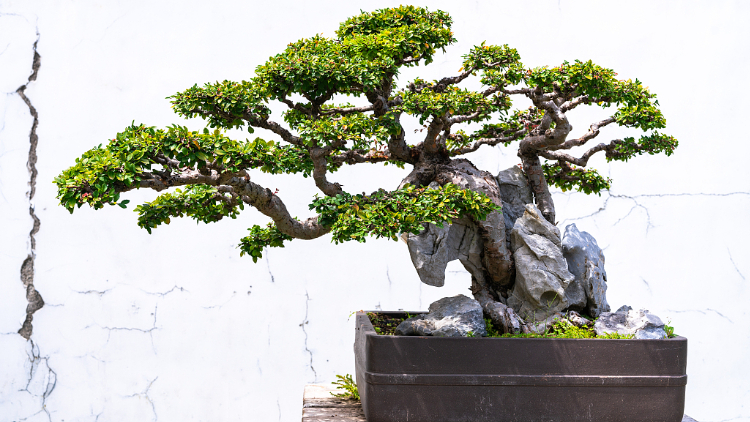 Well-versed craftsmanship in China's penjing brings nature closer