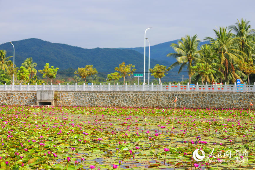 Lotus-related industry at heart of village’s drive towards rural vitalization in Hainan