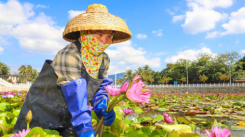 Lotus-related industry at heart of village’s drive towards rural vitalization in Hainan
