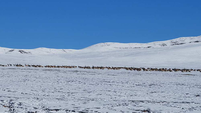 Rangers provide vital nourishment to Tibetan antelopes during bout of heavy snow, low temperatures