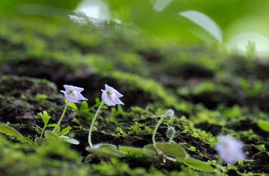 Explore ecological diversity of Hainan Island on World Wildlife Day