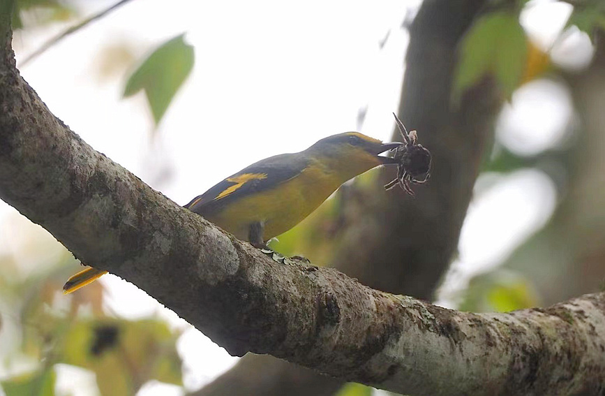 Explore ecological diversity of Hainan Island on World Wildlife Day