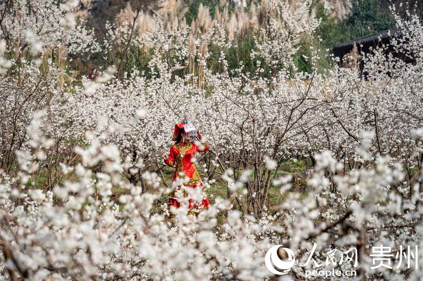 In pics: Cherry blossoms in full bloom as spring arrives in Guizhou